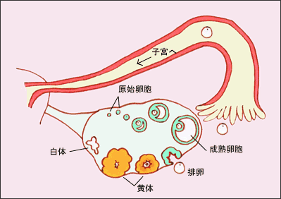 关于试管婴儿的一些常见问题解答